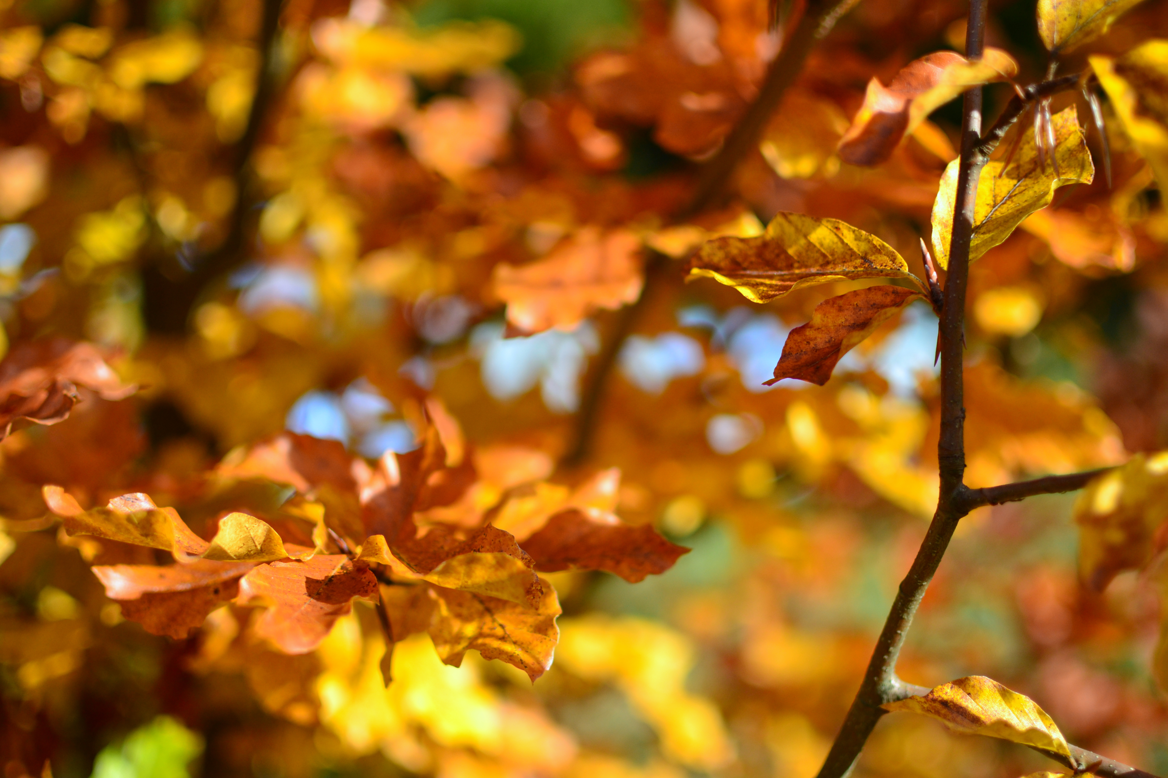 The beautiful and colorful leaves of oak tree