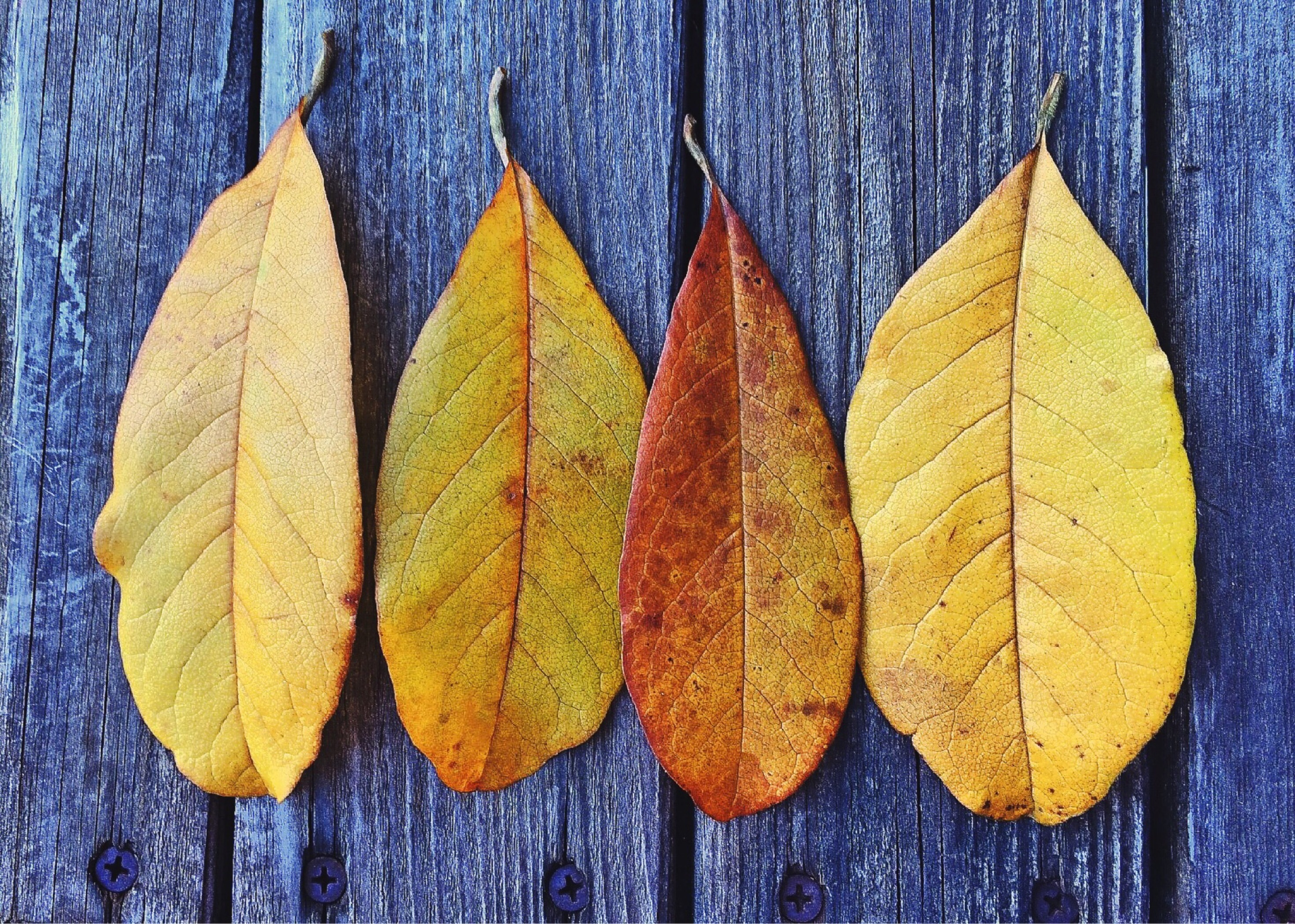 Foliage in River Hills